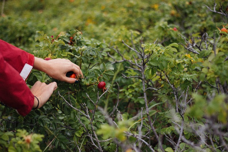 Fruit Picking Jobs In Australia With Visa Sponsorship 2024 Apply Now