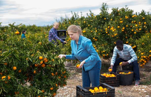 Fruit Picking Jobs In Canada With Visa Sponsorship For Foreign Workers